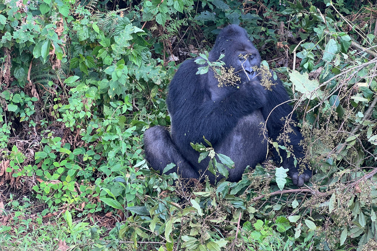 3-Day Congo (DRC) Lowland Gorilla Tracking from Rwanda