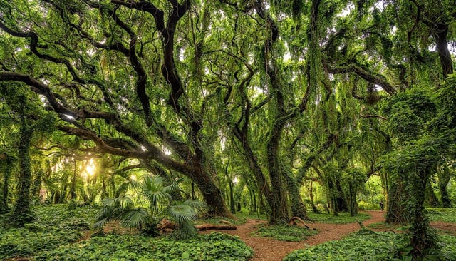 Fun! Open-Air Banyan Forest &amp; Blowhole Tour