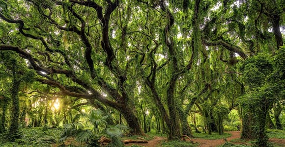 Fun! Open-Air Banyan Forest & Blowhole Tour