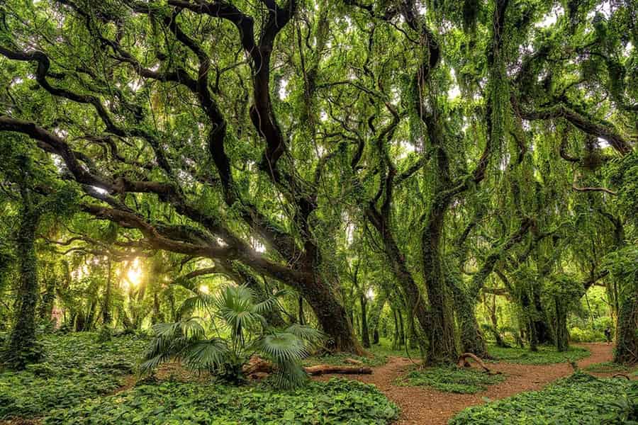 West-Maui: Tour zu einem Blowhole und Banyan-Wald. Foto: GetYourGuide