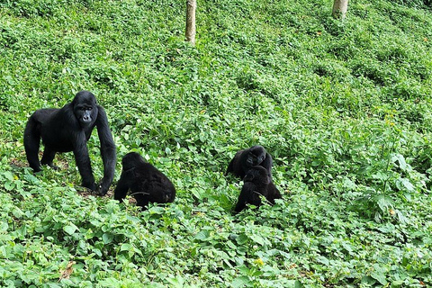 Uganda: Gorilla Trekking and Walking Safari 6-Day Tour