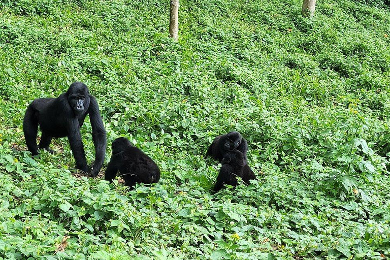 Uganda: Gorilla Trekking and Walking Safari 6-Day Tour