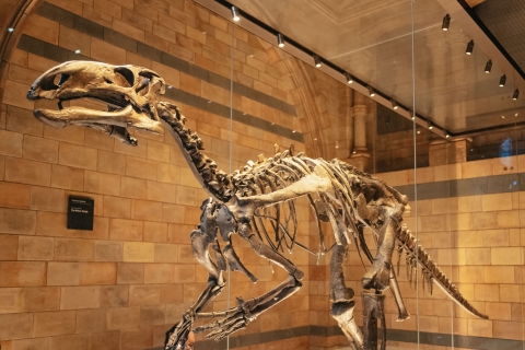 Londyn: Odkrywanie dinozaurów w Muzeum Historii NaturalnejMuzeum Historii Naturalnej wycieczka po francusku