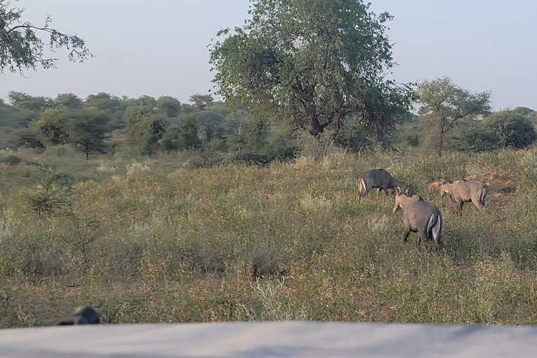 Halfdaagse woestijn wandeltour in Jodhpur Rajasthan met Sumer