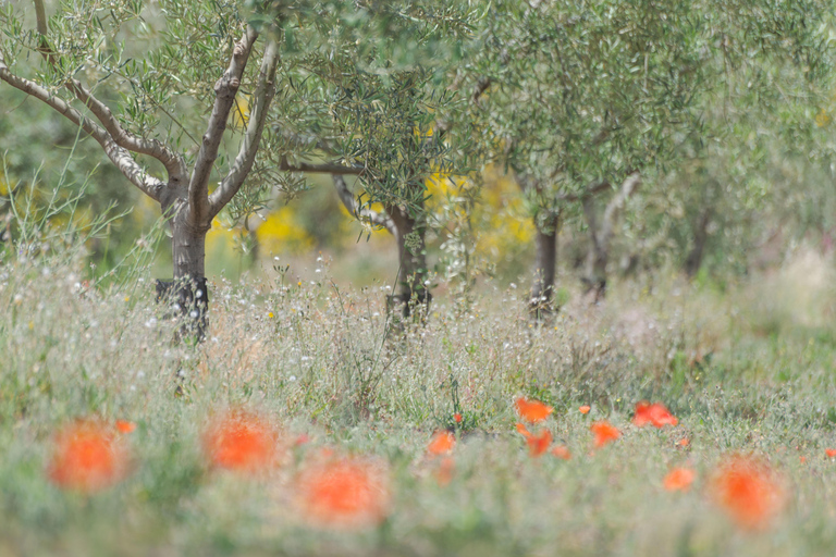 尼科洛西橄榄油品尝体验
