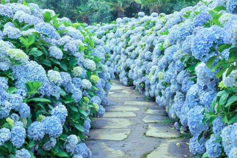 Jeju: South & West Coast Highlights Small Group Day Tour