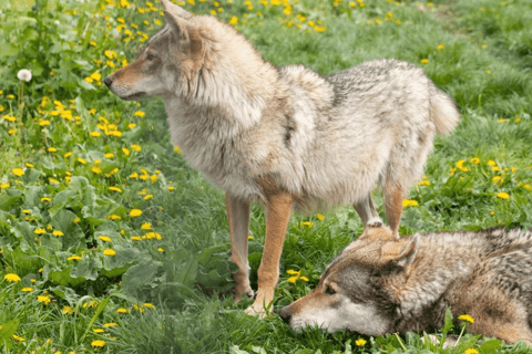 From Brasov: Bears Sanctuary and Sighisoara Day Tour