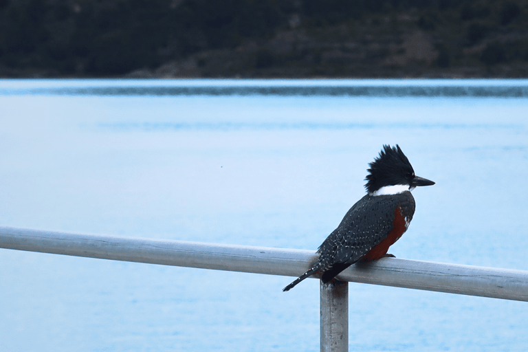 Puerto Natales : navigation vers les glaciers Balmaceda et SerranoPuerto Natales : Navigation vers les glaciers Balmaceda et Serrano