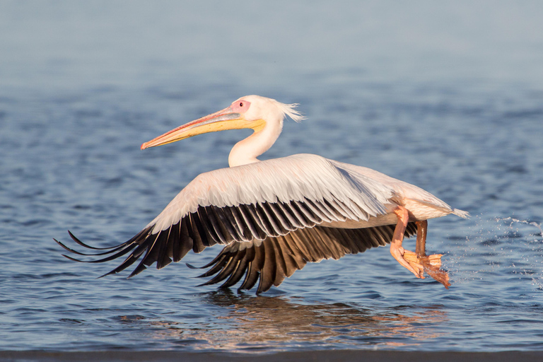 SANDWICH HARBOUR TOUR