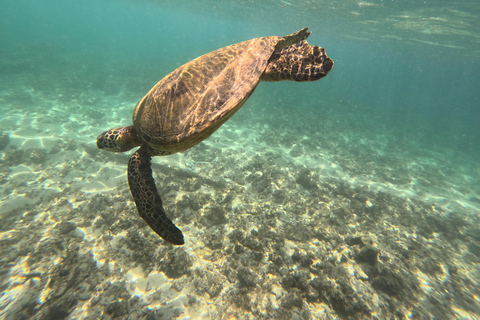 Waikiki:1st Class Surf Lesson 90min No experience necessary