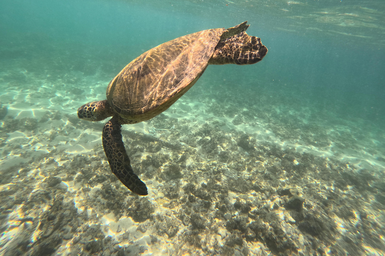 Waikiki:Aula de surf de 1ª classe 90min Não é necessária experiência