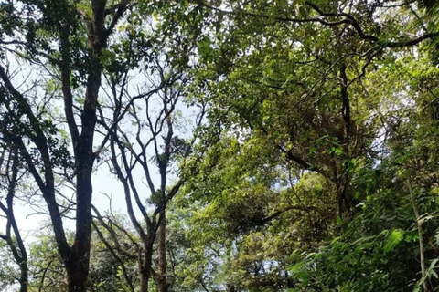 Kandy: Sir James Taylor’s Loolkandura Tea Heritage Hike