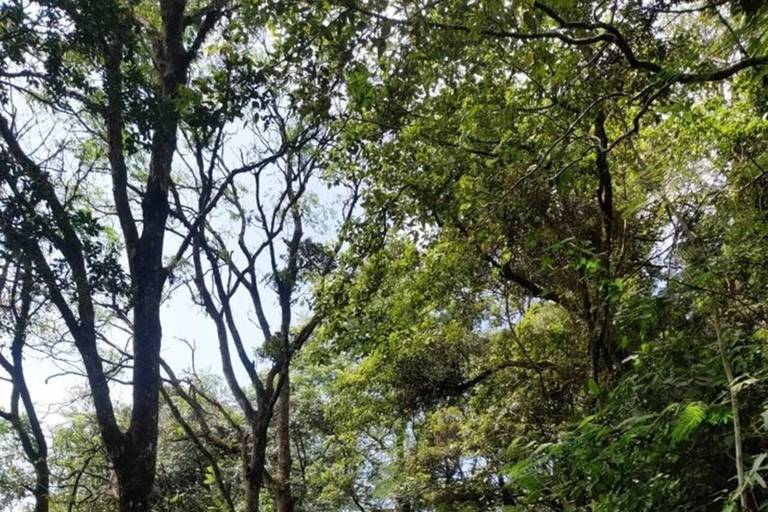 Kandy: Sir James Taylor’s Loolkandura Tea Heritage Hike