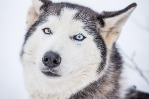 Fairbanks, AK : visite d&#039;une demi-journée &quot;Conduisez votre propre attelage de chiens&quot;.