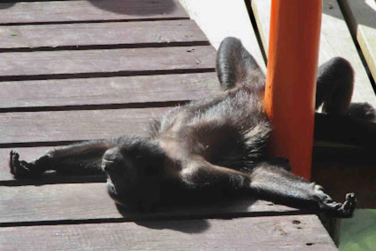 Bocas del Toro : tour en bateau de l&#039;île aux singes et de Cayo Coral