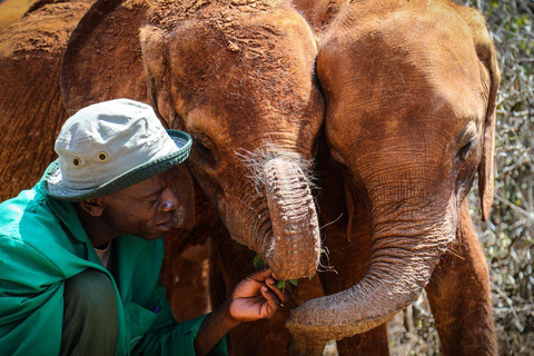 Demi-journée au Sheldrick Wildlife Trust et au Centre des girafes