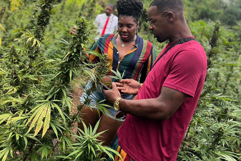 Visite d&#039;une ferme de marijuanaDe Falmouth/ Trelawny