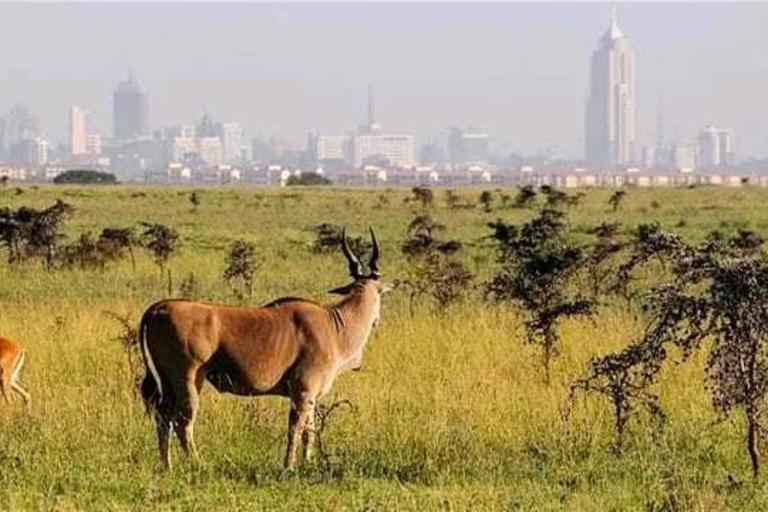 Nairobi: Game Drive i nationalparken med upphämtning från hotell