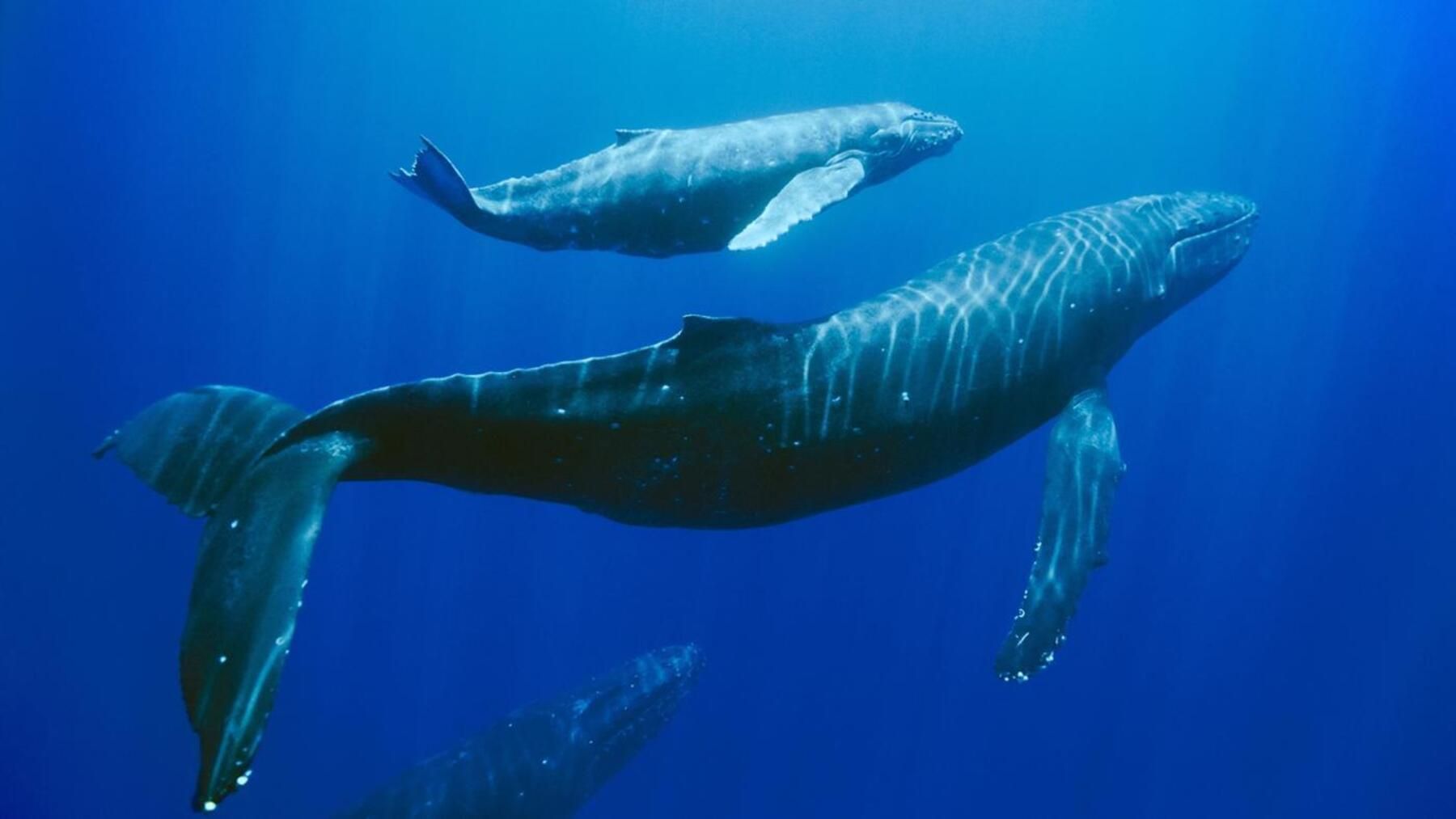 Mauritius: Privates Whale Watching & Barbecue auf Benitiers