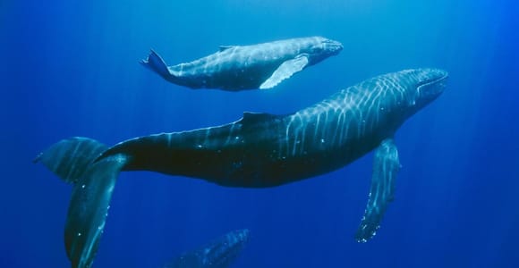 Mauritius: Private Whale Watching & Benitiers BBQ