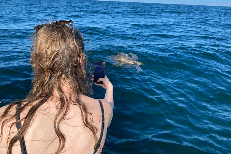 Puerto Escondido: Bootstour zu Delfinen und MeerestierenPrivate Tour