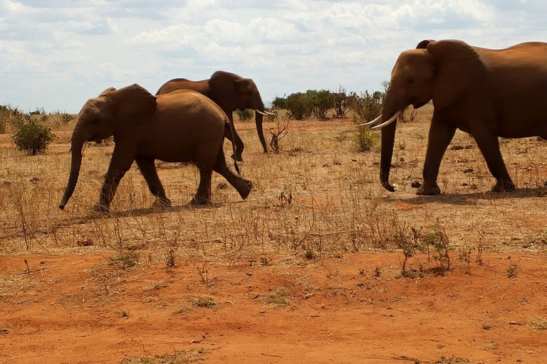 Mombasa: 3-Day Tsavo East National Park Safari