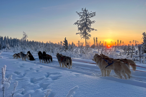 Tallinn: The Pack Power - Authentic Husky Ride Ridaküla: The Pack Power - Authentic Husky Ride