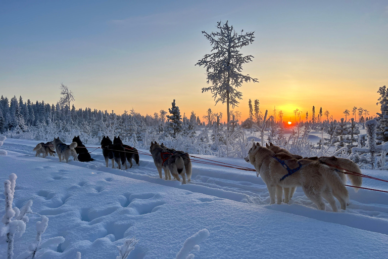 Tallinn: The Pack Power - Authentic Husky Ride Ridaküla: The Pack Power - Authentic Husky Ride