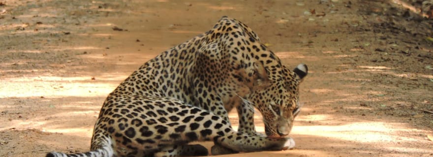 Depuis Colombo : Excursion de 2 jours à Arugam Bay avec Yala Safari