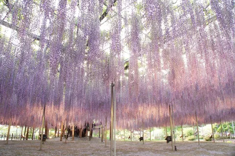 From Nagano and Karuizawa: Ashikaga Flower Park Colours