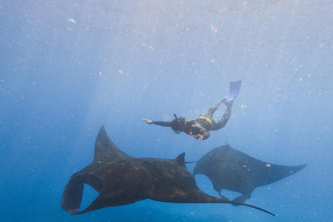 Nusa Penida Manta Snorkeling with Turtle & Beautiful Corals