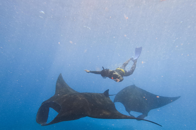 Nusa Penida Manta Snorkeling with Turtle & Beautiful Corals