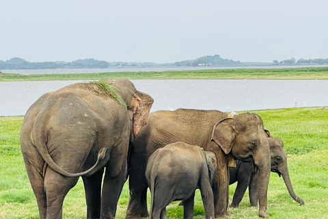 Wild Elephant Safari Tour Minneriya, Kaudulla & Hurulu ECO Start from Dambulla