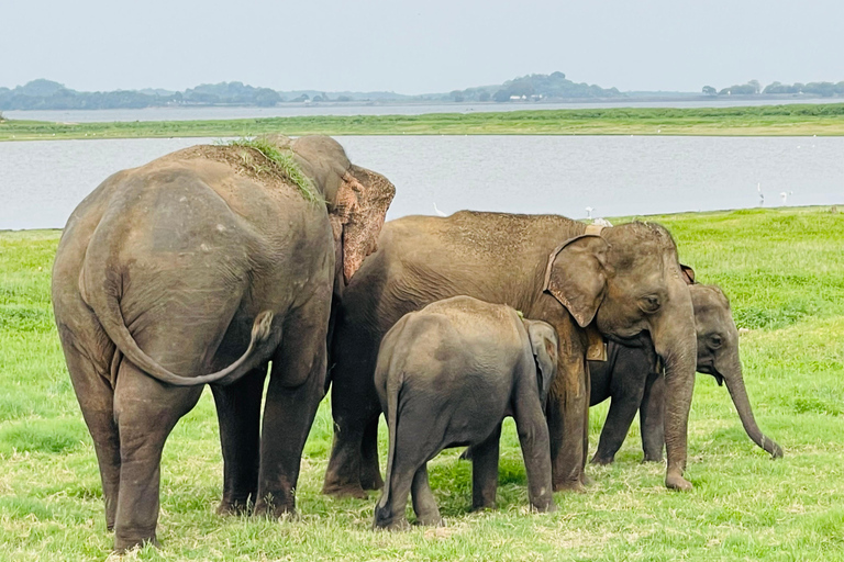 Wild Elephant Safari Tour Minneriya, Kaudulla & Hurulu ECO Start from Dambulla