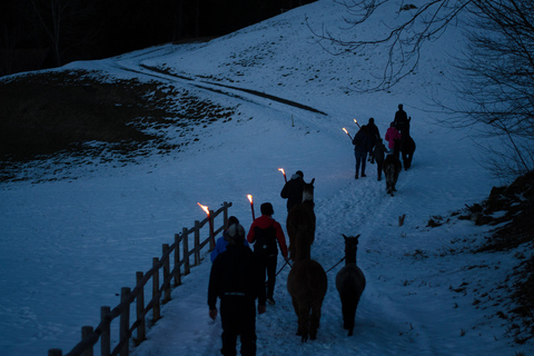 Guided llamawalk with a traditional, homemade cheesefondue