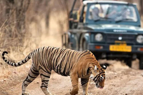 Day Trip From Jaipur To Ranthambore Safari