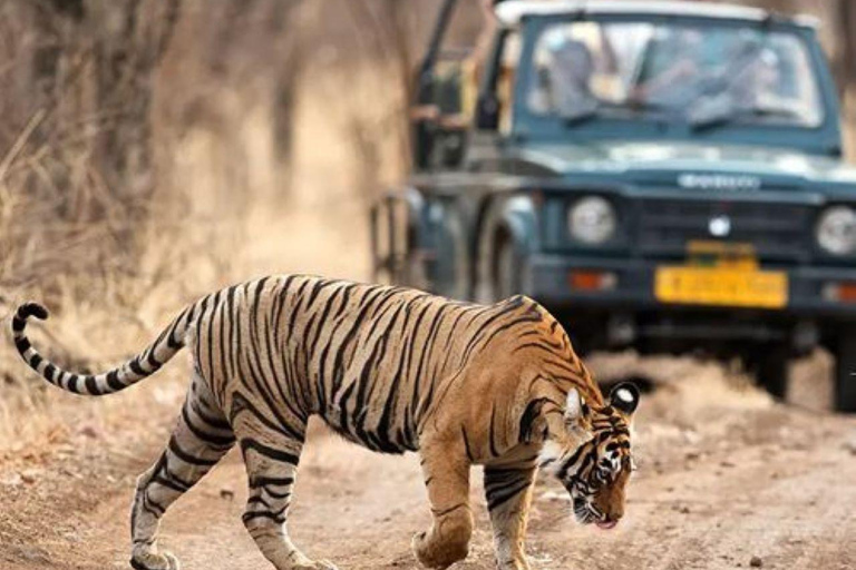 Day Trip From Jaipur To Ranthambore Safari