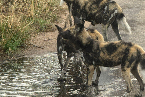 Tour safari di 5 giorni e 4 notti a Madikwe e Pilanersbeg