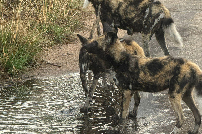 Safari de 5 días y 4 noches en Madikwe y Pilanersbeg