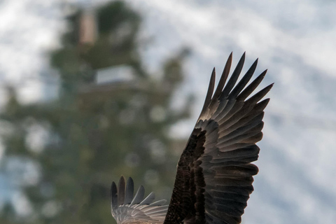 5-Day Masai Mara, Lake Nakuru & Naivasha honeymoon safari