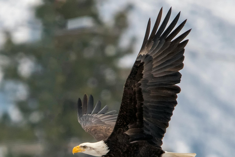 5-Day Masai Mara, Lake Nakuru & Naivasha honeymoon safari