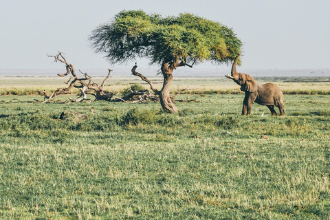 Zanzibar: Safári de 3 dias com um voo rápido para o Serengeti