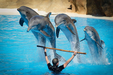Visita ao espetáculo dos golfinhos com transporte de Alanya e SideVisita a um espetáculo de golfinhos com transfer de Alanya