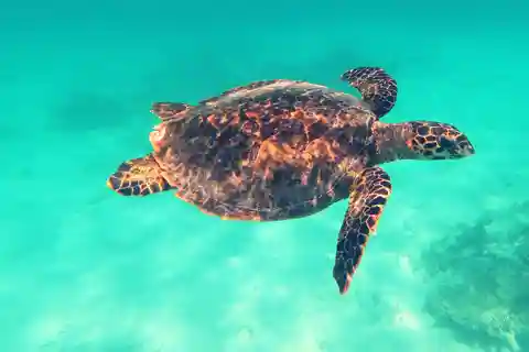 Dhiffushi: Snorkeling with Turtles in the Maldives