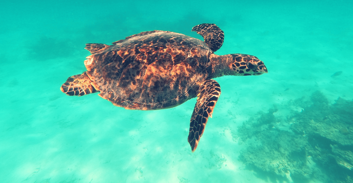 モルディブ 1000Rufiyaa ジンベイザメ ウミガメ 472988③ モルディブで