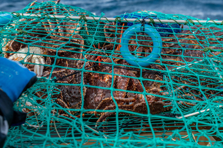 The official Tromsø king crab fish tour