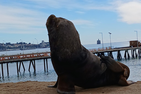 Viña del Mar + Val Paraiso