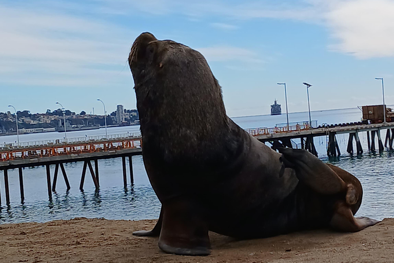 Viña del Mar + Val Paraiso