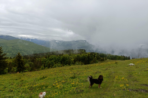 Sinaia Hike With Happy