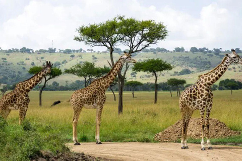 3 Day Senior Safari to Amboseli from Nairobi